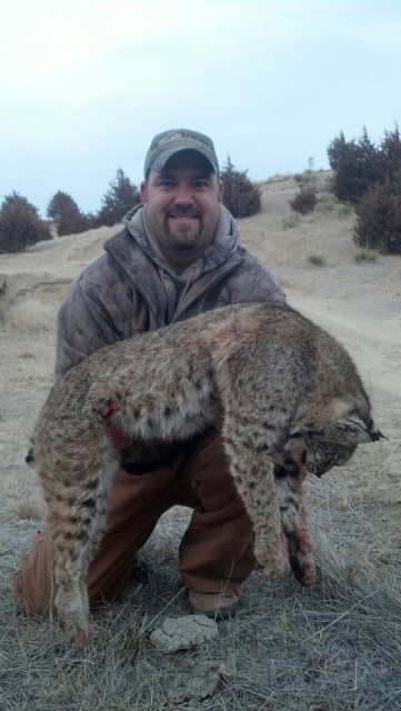 First Trapped Bobcat 2013
