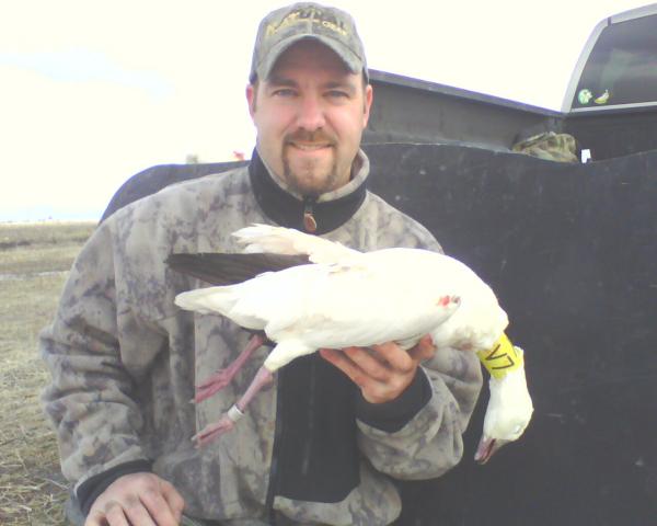 2010 Neck Collar Ross' Goose