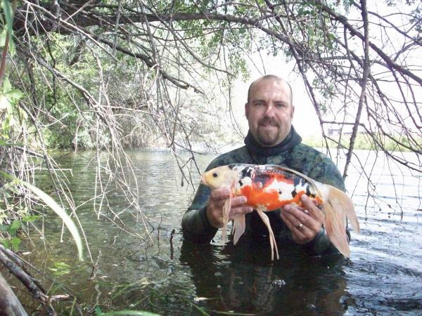 Odd Find, Qoy Fish 2011