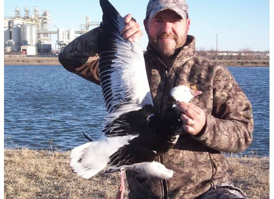 My 2nd Blue Phased Ross Goose