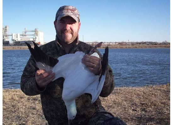 Banded Ross Goose