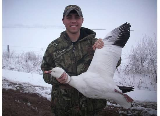 Clarks First Banded Bird, Mounter Snow