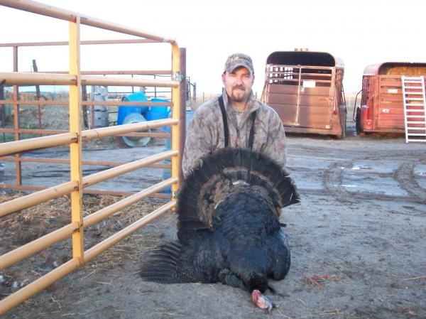 Black Phased Wild Turkey, 2011