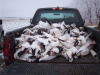 HOW MANY DEAD SNOW GEESE WILL FIT IN AN F-150