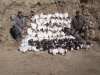 Shane and Noble 2012 first morning, 85 Geese