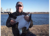 Banded Ross Goose