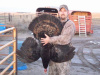 Black Color Phased Wild Turkey, 2011