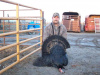 Black Phased Wild Turkey, 2011